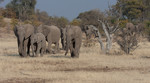 herd of Elephants, T