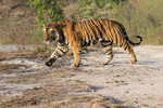 Male tiger Bamera 