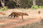 The elusive Dhole or