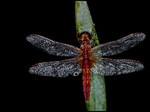 fire dragonfly (male