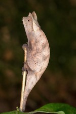 Chameleon Brookesia 