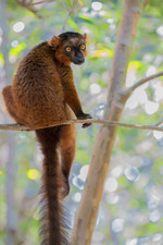 Common brown lemur (