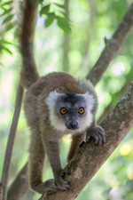 Black lemur; female 