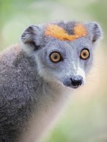 Crowned lemur; femal