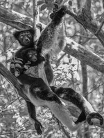 Indri; the largest a