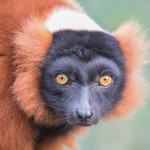 Red ruffed lemur (en