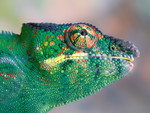 panther chameleon (e