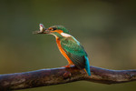 Kingfisher, Lepelaar
