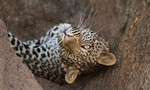 Young Leopard in tre