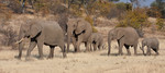 Herd of Elephants, T