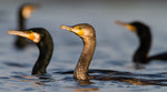 Great Cormorants hun