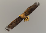 White-tailed Eagle i