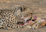 Cheetah eating Steen