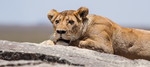 Lioness, Serengeti T