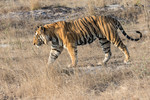 Male tiger Bamera