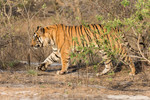 Male tiger Bamera 