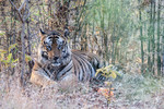 Male tiger Bamera
