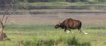 Gaur or Indian bison
