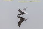 Black Tern (Zouweboe