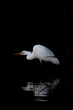 Great White Egret, F