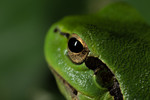 European tree frog (