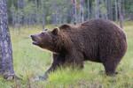 Eurasian brown bear