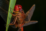 fire dragonfly (male