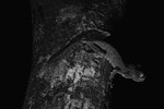 Leaf-tailed gecko (e
