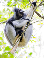 Indri; the largest a
