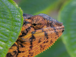 panther chameleon (e